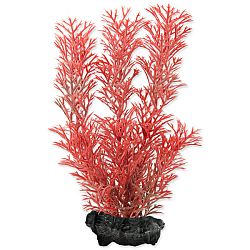 Tetra rastlina Foxtail Red S 15 cm