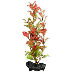 Tetra rastlina Red Ludwigia S 15 cm