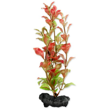 Tetra rastlina Red Ludwigia S 15 cm